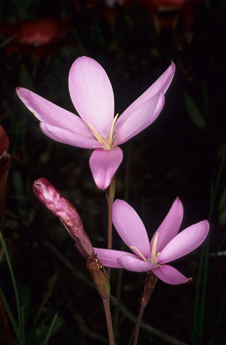 Hesperantha pauciflora