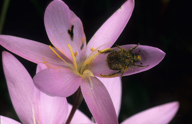Hesperantha pauciflora