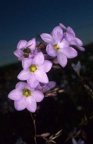 Ixia rapunculoides