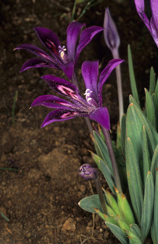 Babiana framesii