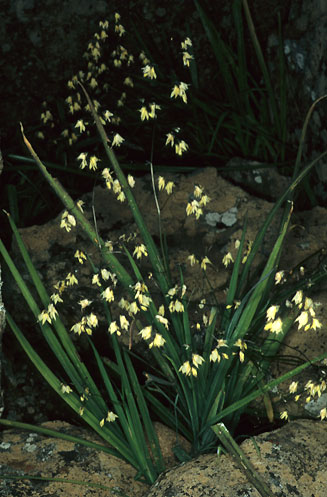 Melasphaerula ramosa