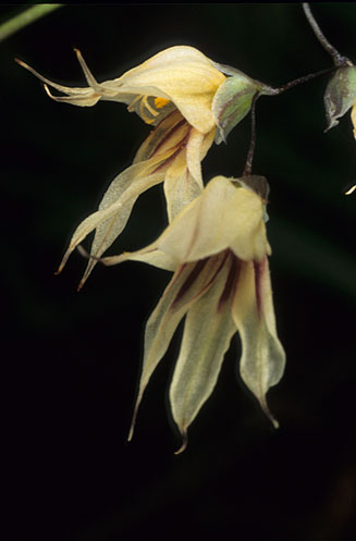 Melasphaerula ramosa