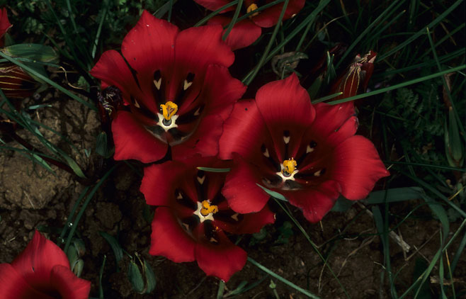 Romulea monadelpha