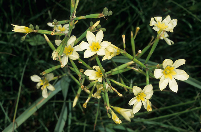 Moraea viscaria