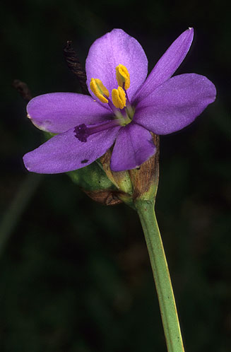 Aristea abyssinica