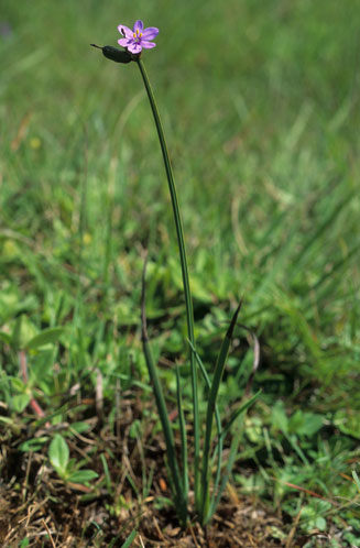 Aristea abyssinica