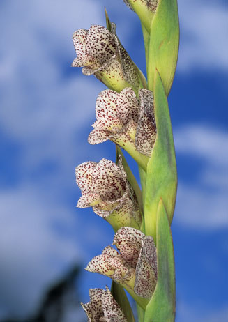 Gladiolus ecklonii 