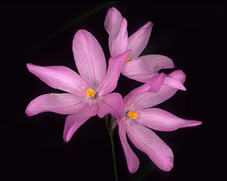 Ixia micrandra 