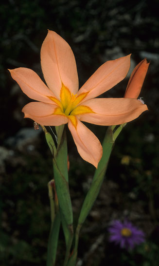 Moraea miniata