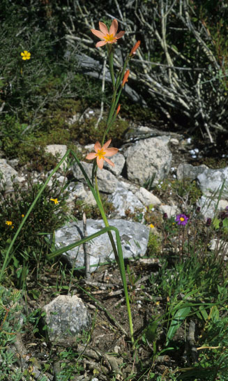 Moraea miniata