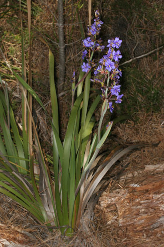 Aristea capitata