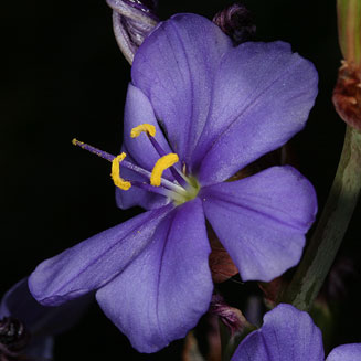 Aristea capitata