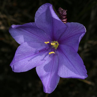 Aristea elliptica