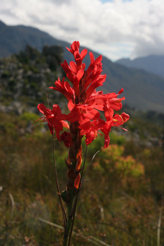 Tritoniopsis triticea 