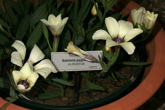 Babiana pygmaea