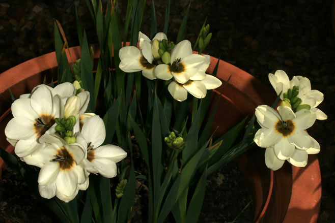 Ixia abbreviata 