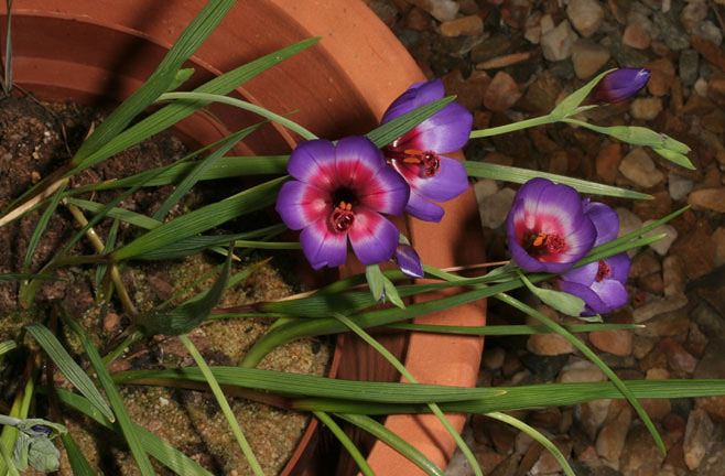 Geissorhiza eurystigma