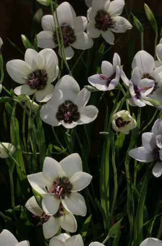 Geissorhiza tulbaghensis 