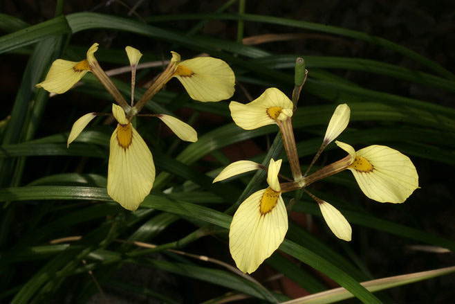 Moraea thomasiae