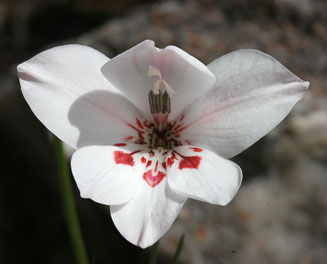 Gladiolus debilis