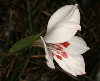 Gladiolus debilis