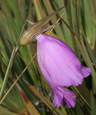 Gladiolus buckerveldii