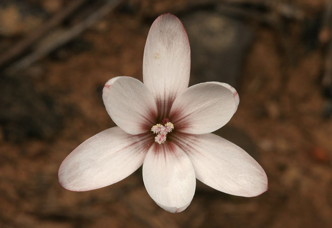 Geissorhiza ovata
