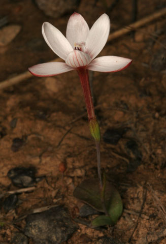 Geissorhiza ovata