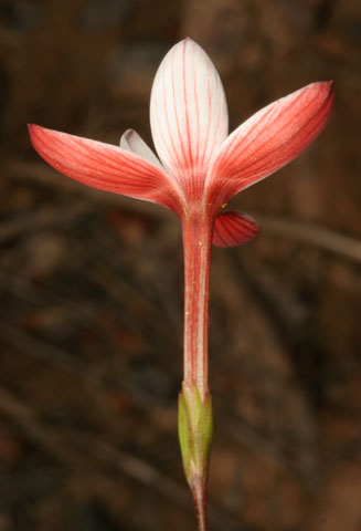 Geissorhiza ovata