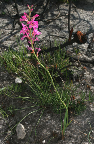 Tritoniopsis lata