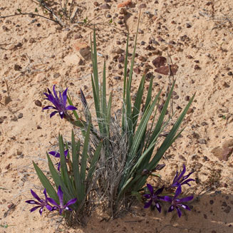 Babiana ecklonii
