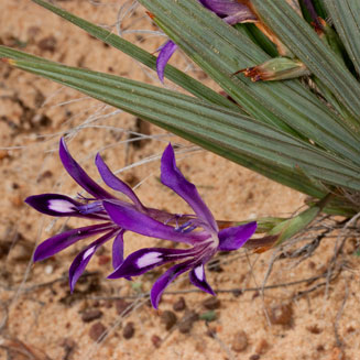Babiana ecklonii