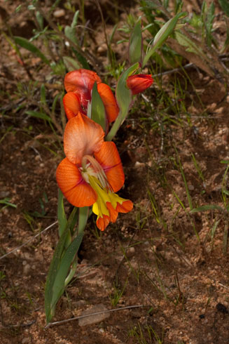 Gladiolus alatus  