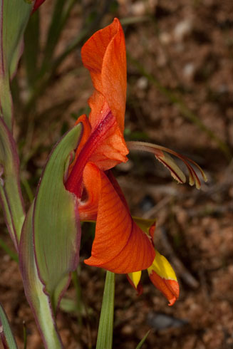 Gladiolus alatus  
