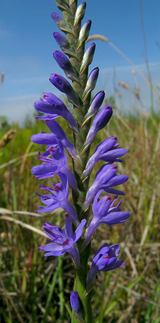 Micranthus alopecuroides