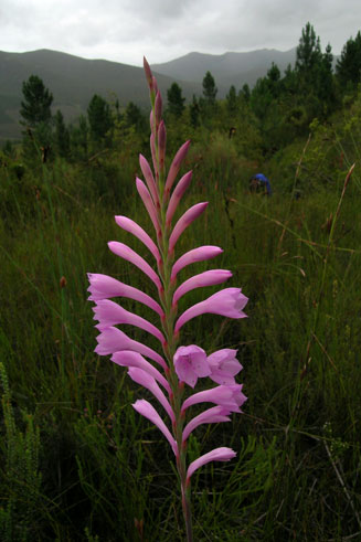 Watsonia knysnana