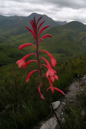 Watsonia fourcadei