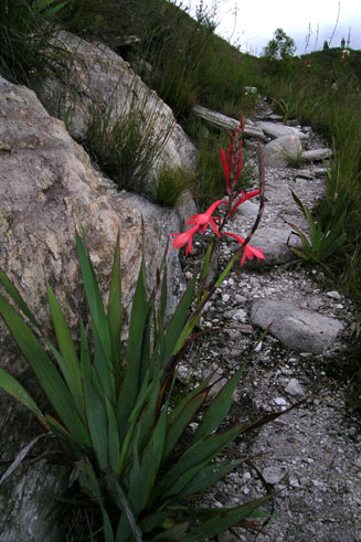 Watsonia fourcadei