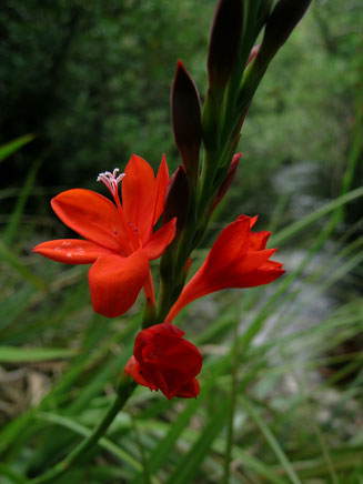 Watsonia galpinii