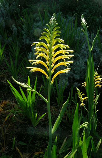 Chasmanthe floribunda