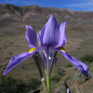 Moraea polystachya