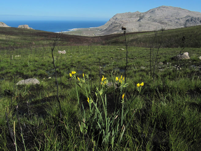 Bobartia gladiata