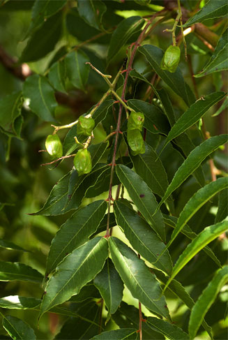Kirkia acuminata
