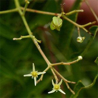 Kirkia acuminata