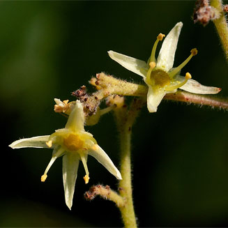 Kirkia acuminata