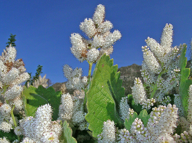 Tetradenia riparia