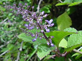 Plectranthus ecklonii