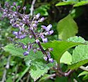 Plectranthus ecklonii