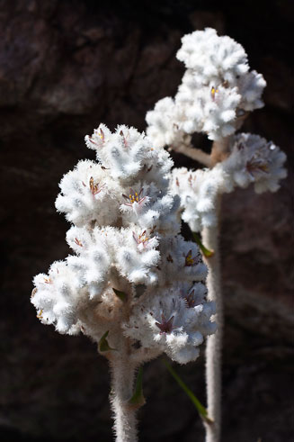 Lanaria lanata
