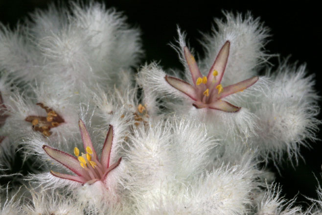 Lanaria lanata